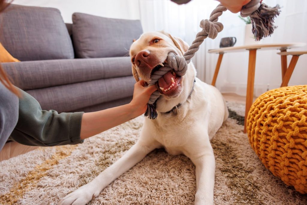 How To Stop Your Dog’s Chewing and Destructive Chewing Canine Evolution